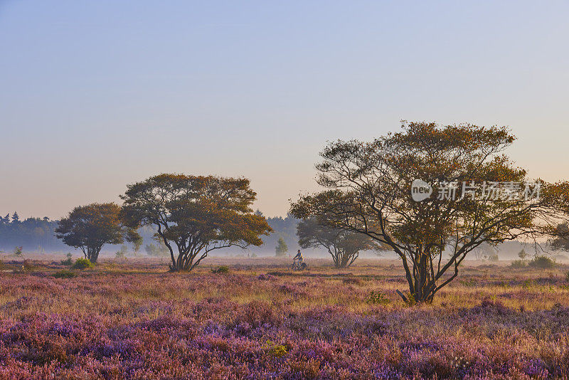 荷兰Veluwe Zuiderheide公园盛开的石楠花。荷兰